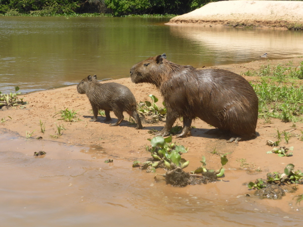 Capybaras
