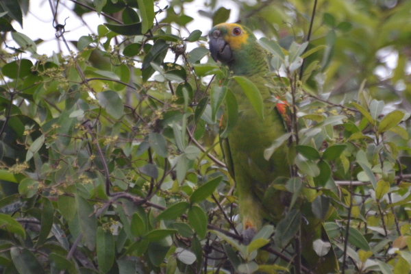 Peach-fronted Parakeet