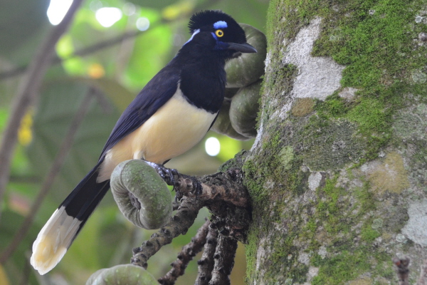 Plush-crested Jay