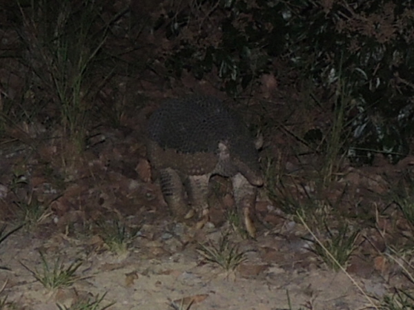 Giant Armadillo     Regina Ribeiro