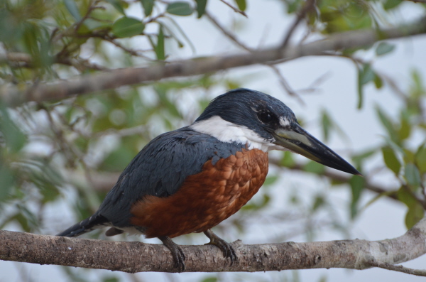 Ringed Kingfisher