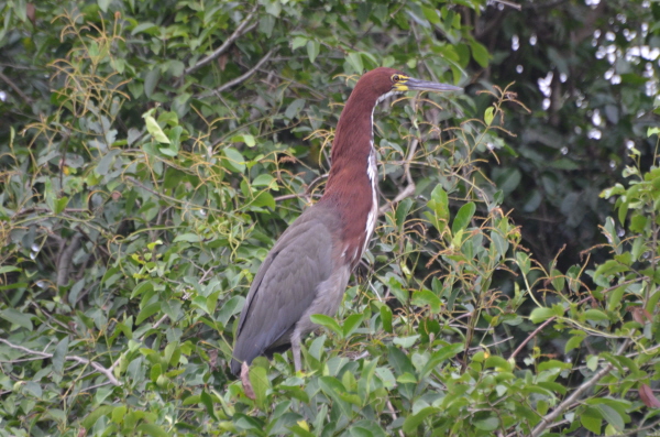 Rufescent Tiger Heron