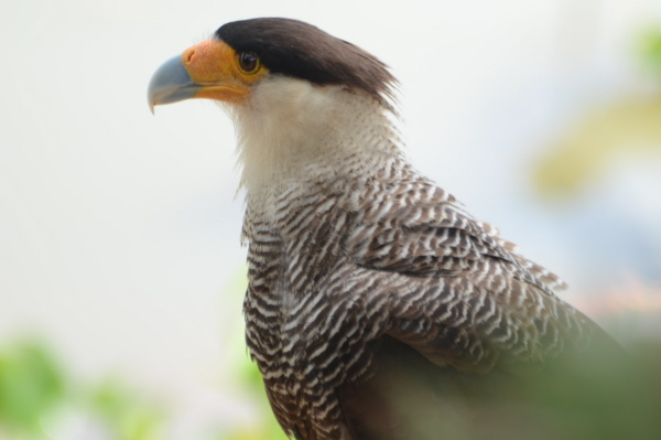 Southern Caracara