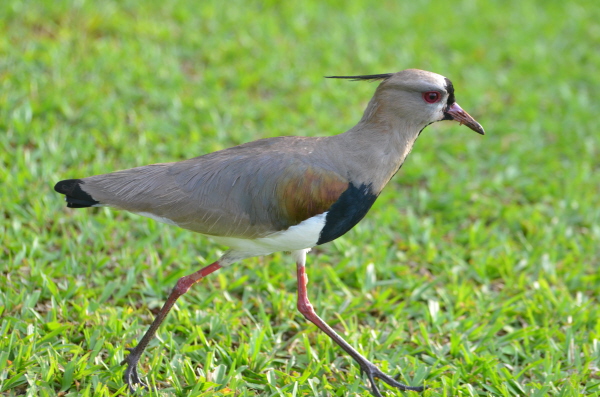 Southern Lapwing