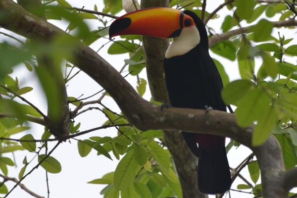 Toco Toucan
