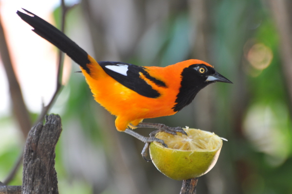 Orange-backed Troupial 