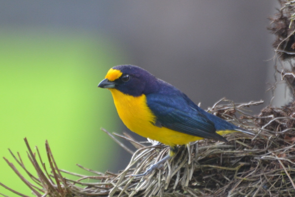 Violaceous Euphonia