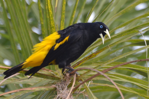 Yellow-rumped Cacique (last photo in this section)
