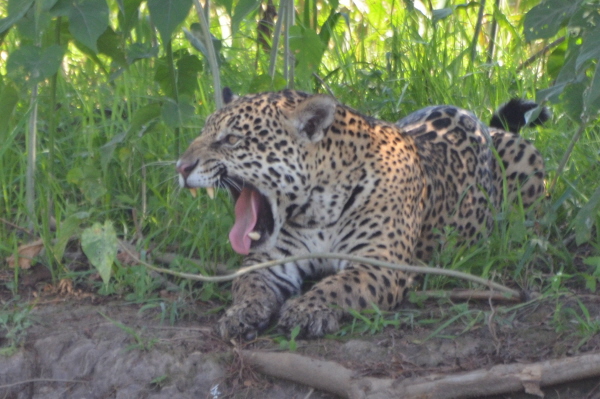 Jaguar near Porto Jofre