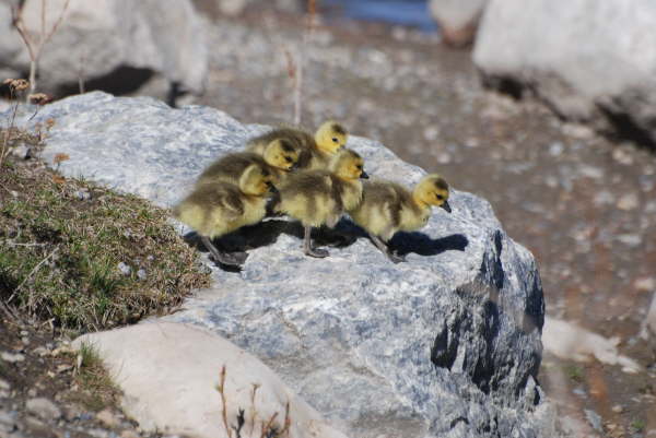 Canadian goslings