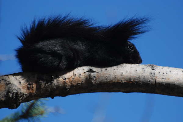 Black squirrel