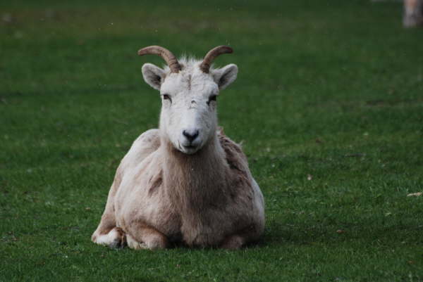 Bighorn sheep (ewe)