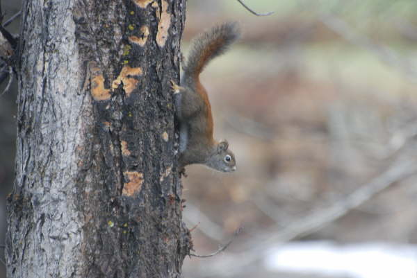 Grey squirrel