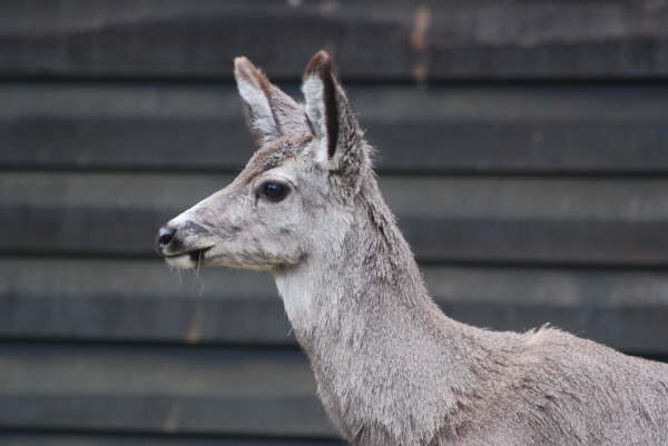 Mule deer