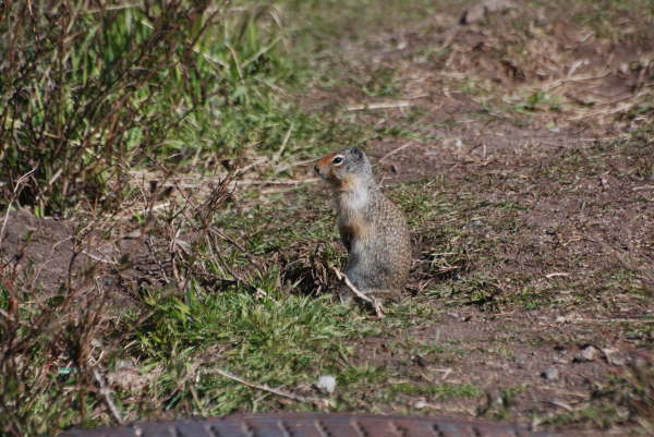 Colombian ground squirrel