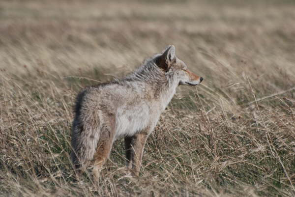 Coyote