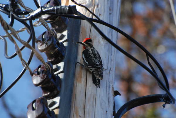 Red-naped sapsucker