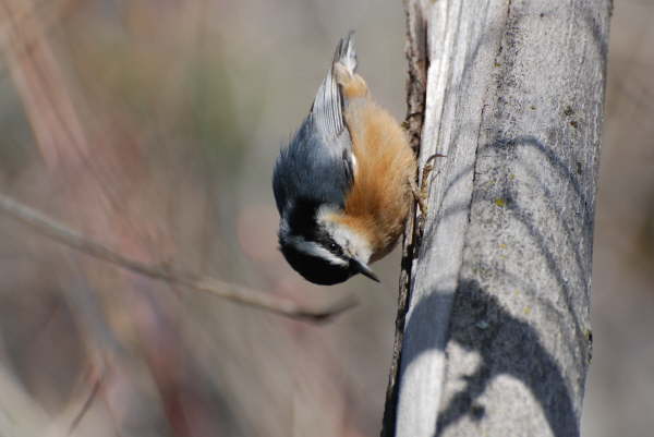 Red-breasted nuthatch