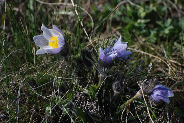 Pulsatilla