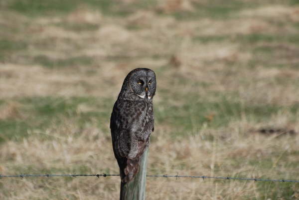 Great grey owl