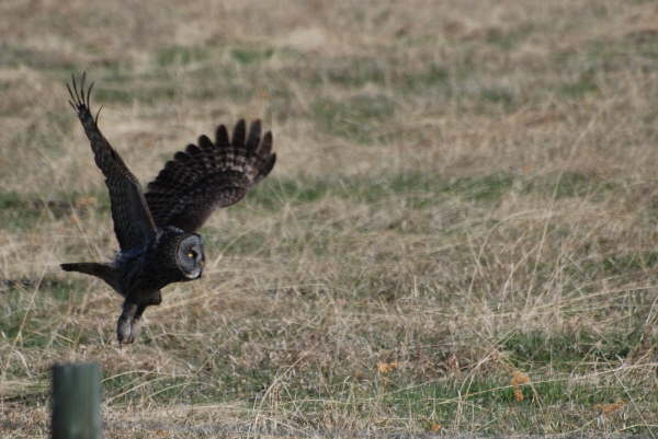 Great grey owl