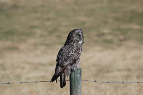 Great grey owl