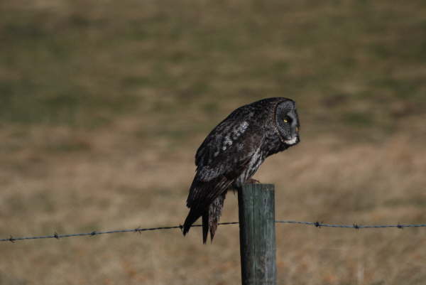Great grey owl