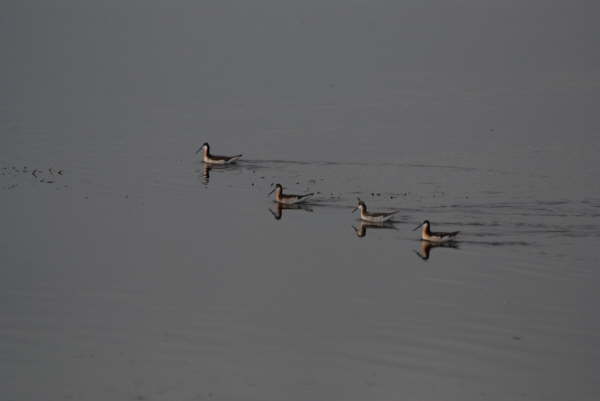 Wilson's phalarope