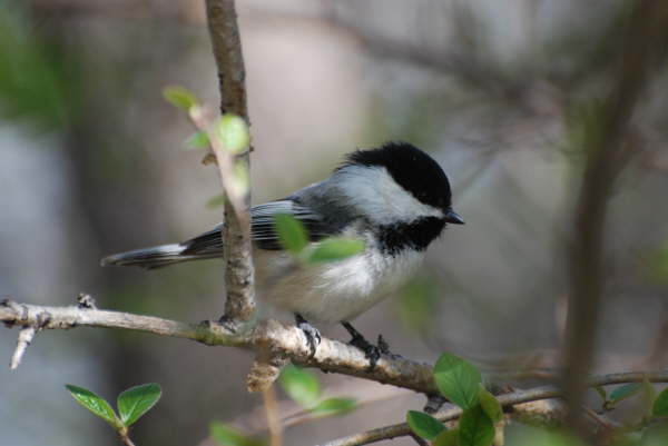 Black-capped chickadee