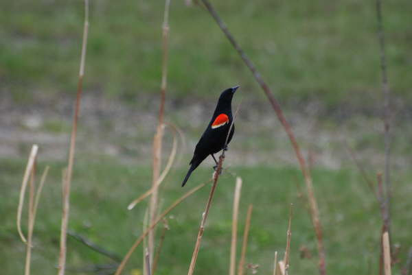 Red-winged blackbird