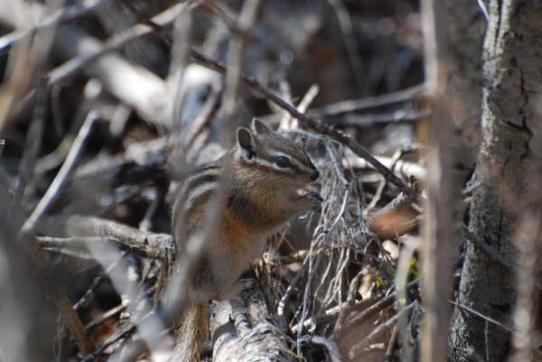 Least chipmunk
