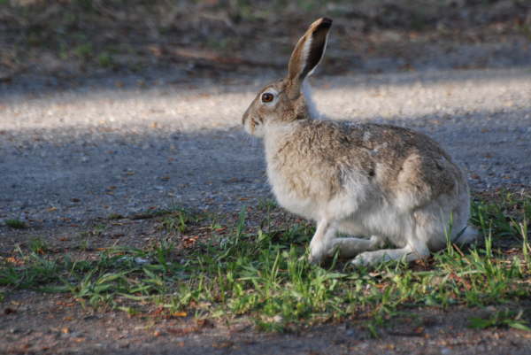 Snowshoe hare