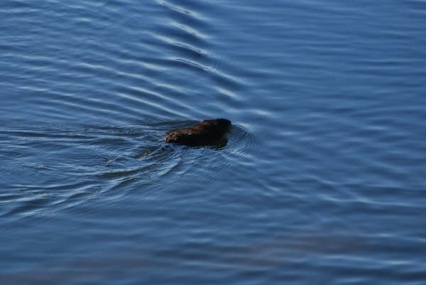 Muskrat