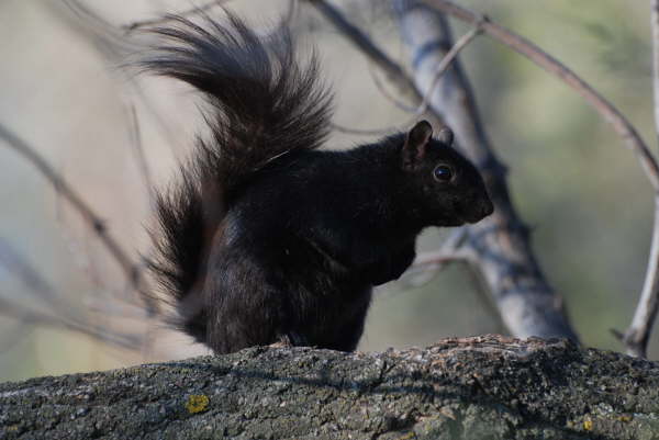 Black squirrel