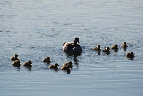 Canadian goose and goslings