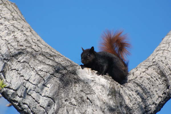 Black squirrel
