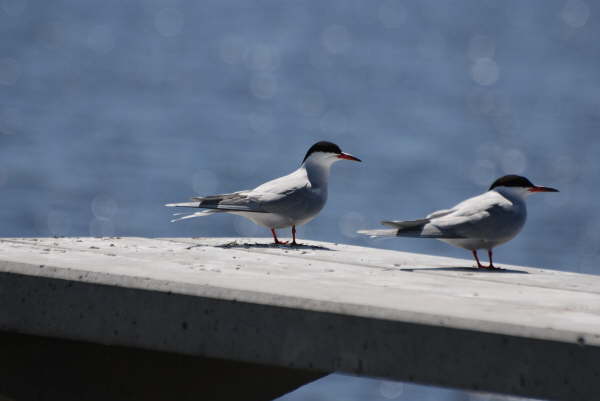 Common tern