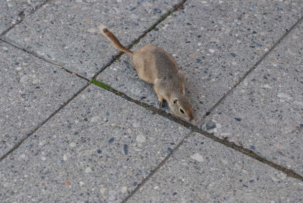 Richardson's ground squirrel