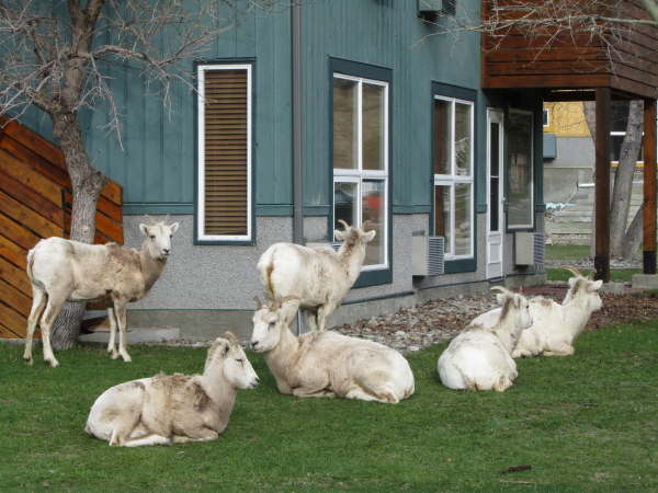Bighorn sheep in Waterton Lake village