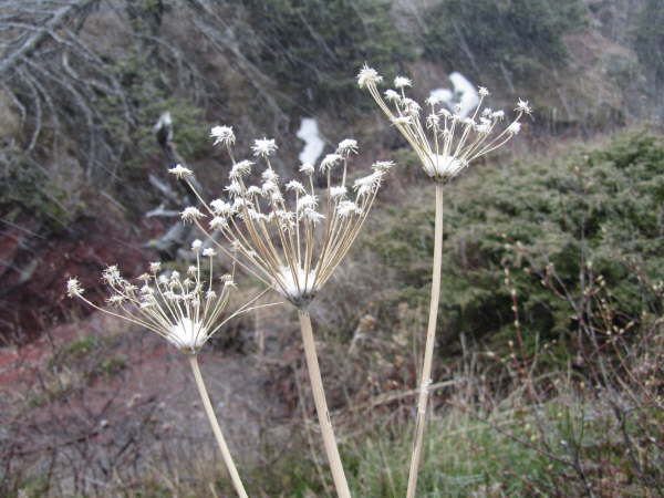Near Red Rock Canyon, Waterton Lake National Park