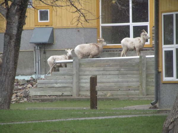 Bighorn sheep in Waterton Lake village