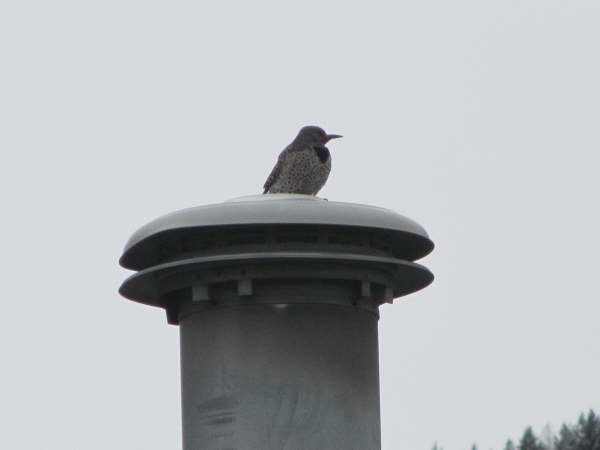 Northern flicker