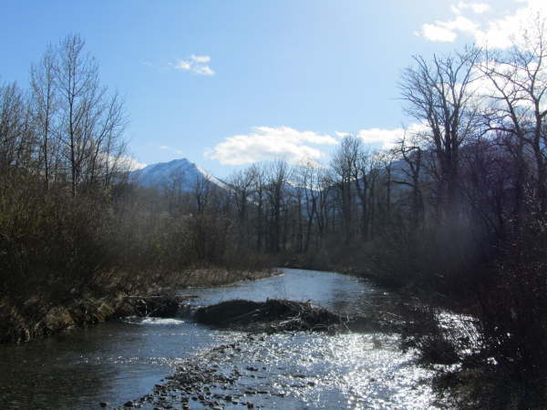 Beaver dam on Waterton River