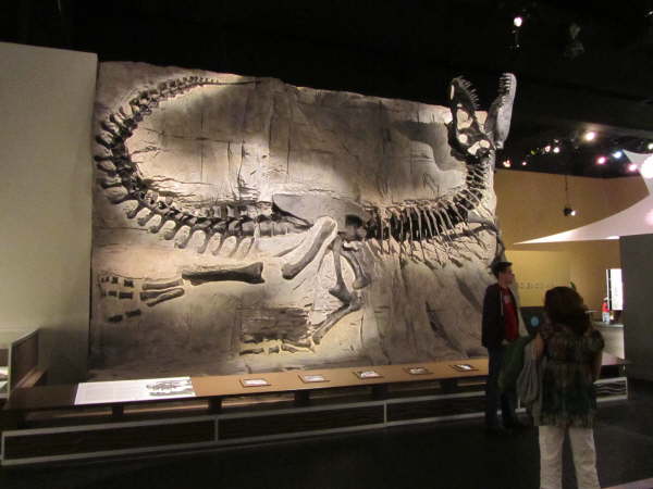 T Rex skeleton