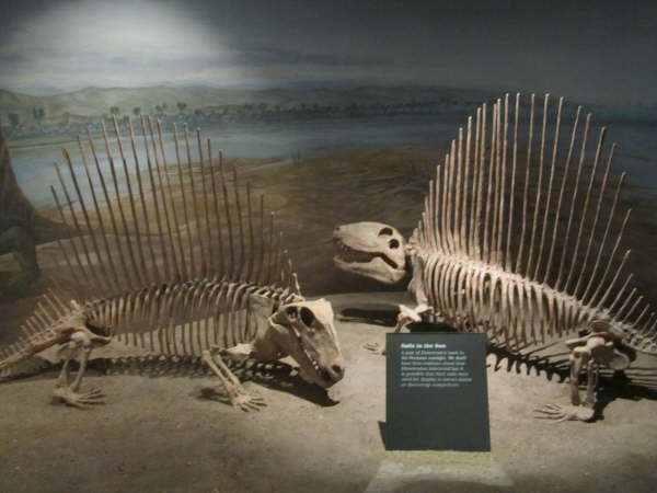 Casts or fossils in the Royal Tyrrell Museum