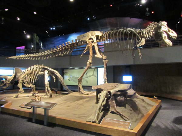 Casts or fossils in the Royal Tyrrell Museum