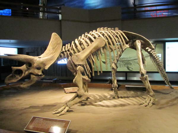 Casts or fossils in the Royal Tyrrell Museum