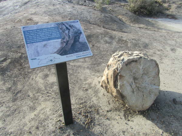 Petrified tree trunk