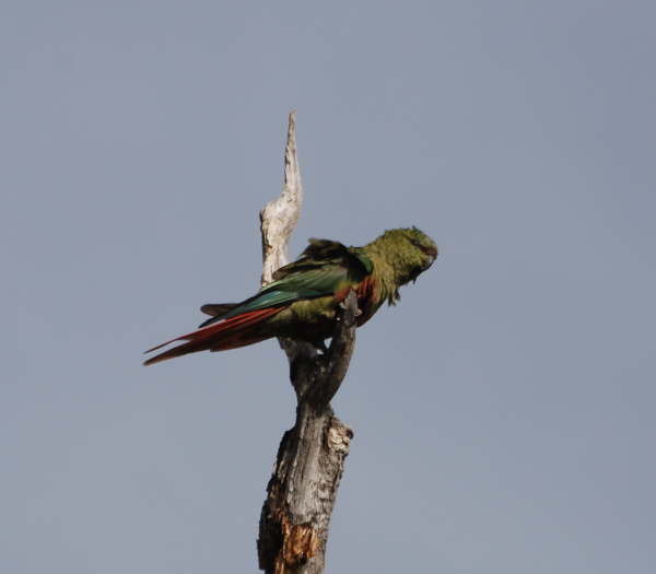 Austral Parakeet