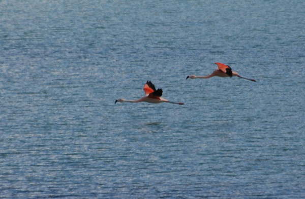 Chilean Flamingoes